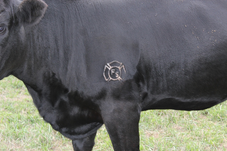freeze branding cattle