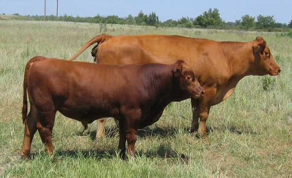 Red Balancer Bull - Cattletoday.com