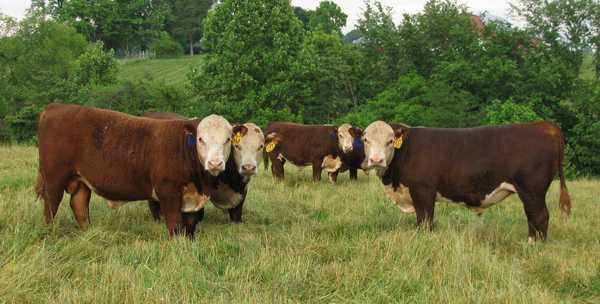 Weaned Bull Calves 