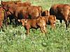 bull_calf_resized.jpg bull_calf_resized.jpg