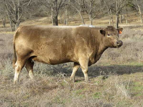 Murray Gray | CattleToday.com - Cattle, Cow & Ranching Community