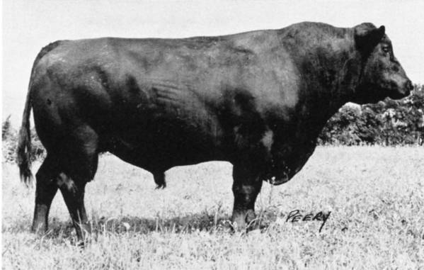 Very, Very Old Angus Genetics - Page 2 - CattleToday.com