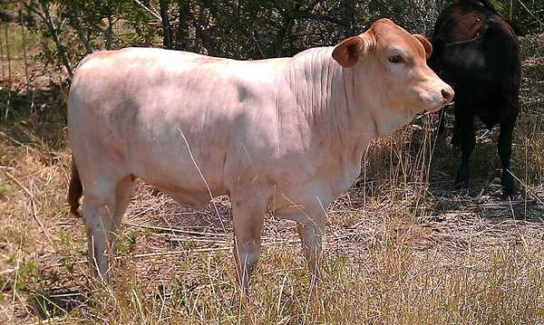 Heifer Cross - Cattletoday.com