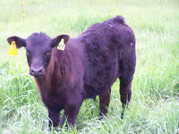 Balancer Cattle