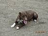 Loecker-6-14_pups--Jack_014.jpg Loecker-6-14_pups--Jack_014.jpg
