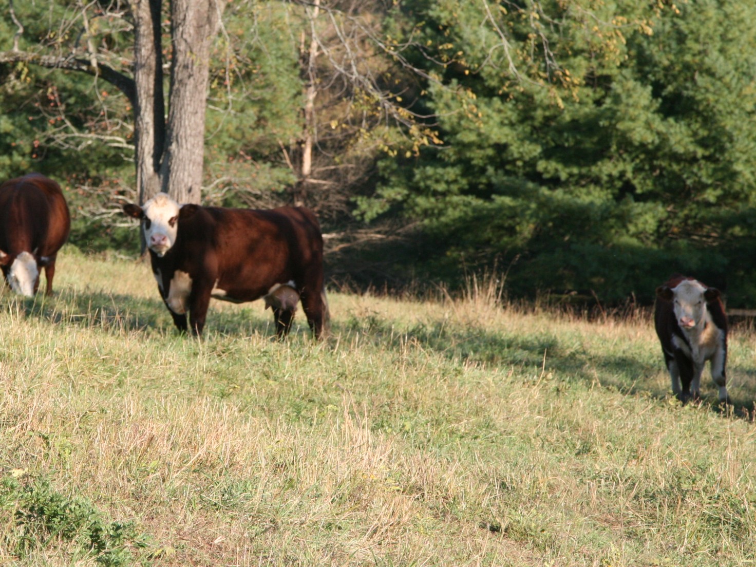 bull calf pics - Page 2 - CattleToday.com