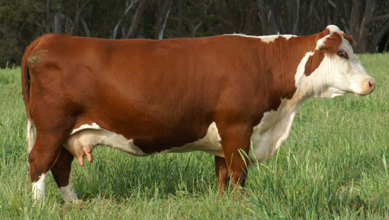 Australian Hereford cows - CattleToday.com