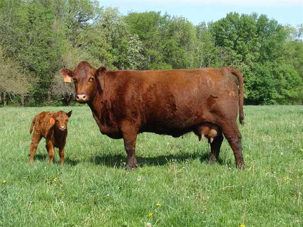 Another Shorthorn Cow - CattleToday.com