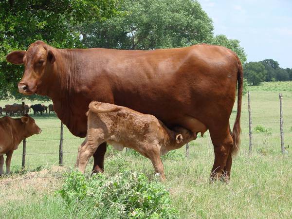 beefmaster bulls - CattleToday.com