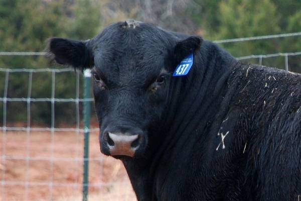 Angus Bull for ya'll to critique - CattleToday.com