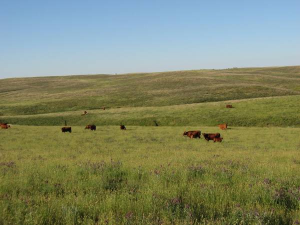 Some photos of our cows and pastures in Western SD | Ranchers.net