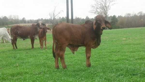 Brahman and Nelore (Lots of Pics) | CattleToday.com - Cattle, Cow ...