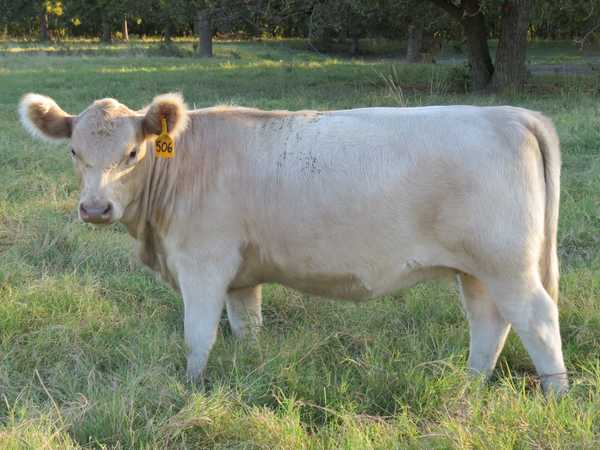 Some Murray Grey Calves - CattleToday.com