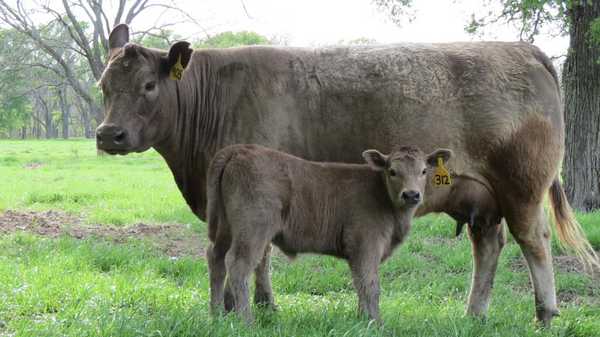 Murray Gray | CattleToday.com - Cattle, Cow & Ranching Community