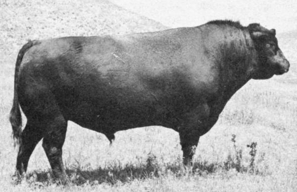 Very, Very Old Angus Genetics - Page 2 - CattleToday.com